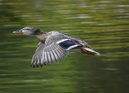 Wie der naturschutzbund deutschland (nabu) am donnerstag mitteilte, weichen die tiere in die luftige höhe aus, weil sie am boden keinen ruhigen brutplatz mehr finden. Reisen In Corona Zeiten Der Rekordflug Einer Ente Von Hessen Nach Russland Justus Liebig Universitat Giessen