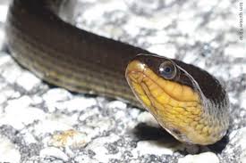 They are generally regarded as the most primitive snakes, having a pelvic girdle and vestiglial hind limbs. Gulf Crayfish Snake Oklahoma Department Of Wildlife Conservation