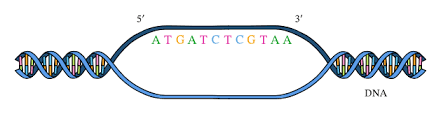 However, many environmental factors and endogenous cellular processes result in a high frequency of dna. Kbiia0 Dke3vsm