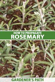 Image result for rosemary cuttings