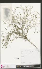 Image result for Philyrophyllum schinzii
