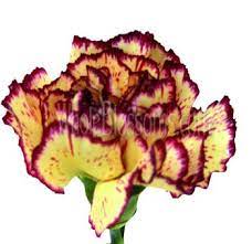 Order Bi Color Yellow Red Fancy Carnation Flower At Wholesale Carnation Flower Carnations Yellow Carnations