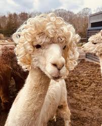 Image result for llama