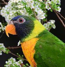 Marigold Lorikeet Sumba Or Edwards Lorikeet Trichoglossus Capistratus Photo From Iggino Van Bael Oiseaux