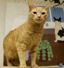 Play between cats can often look a bit more aggressive than we'd expect. Cat Fight How To Know When It S Just Play Among Felines