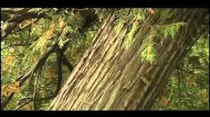 Maibec is a north american benchmark for residential and commercial integrated siding systems. Maibec Eastern White Cedar Shingles Youtube
