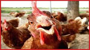 Maybe you would like to learn more about one of these? Why Is The Rooster Crowing Backyard Chicken Advice
