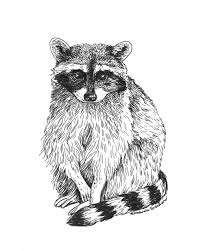 Ink Illustration Of A Raccoon Pen Drawing Of A Raccoon Raccoon Drawing Animal Art Pen Illustration