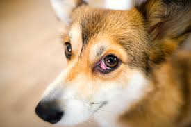 A ligament holds the third eyelid gland in place. 8 Things To Know About Cherry Eye Including How It S Treated