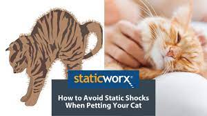 Shock Free How To Avoid Static Shocks When Petting Your Cat Youtube