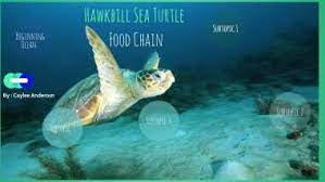 Unfortunately, those tortoiseshell heirlooms came at a steep price. Sea Turtle Food Chain By Caylee Anderson