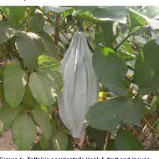 Image result for Telfairia occidentalis