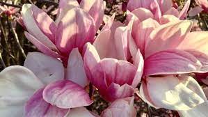 Maybe you would like to learn more about one of these? Guide To Identifying Spring Flowers In Middle Tennessee Wztv