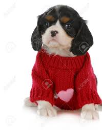 She is available for deposit along with 3. Cavalier King Charles Spaniel Clothes Cavalier King Charles Spaniel Cavalier King Charles King Charles Cavalier Spaniel Puppy