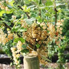 Schwarze johannisbeeren pflanzt man 10 cm tiefer als sie vorher standen, bei den roten und weißen und bei den stachelbeeren genügen 5 cm. Johannisbeeren Pflanzen Pflegen So Geht Es Native Plants