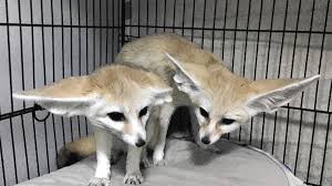 They spend most of the day in an underground burrow avoiding the desert heat. Inspired By Zootopia Kids In China Are Begging For Rare Protected Foxes As Pets Los Angeles Times