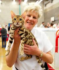 The breeders you find listed here are tica members who have signed the tica code of ethics. Bengal Cat Breeders Tobysden Bengals Bengal Breeders Of Quality Bengal Cats And Kittens For Sale
