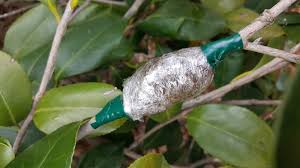 September 9, 2013 comments off on camellia progagation. Air Layering Home Garden Information Center