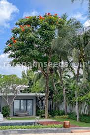 Image result for Spathodea