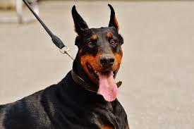 Der bock ist im märz 2016 geboren. Doberman Erziehung Die Besten 5 Tipps Hilfreiche Videos Und Bucher