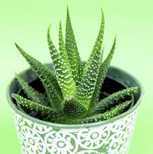 Aloe vera has shown dramatic results in helping improve dark spots and pigmentation. 8 Benefits Of Aloe Vera For Skin And Hair Aloe Vera Uses