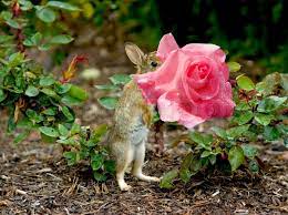 Maybe you would like to learn more about one of these? Baby Bunny Eating A Pink Rose Rain Stock Image Colourbox