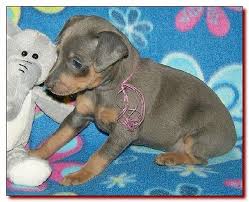 Read about our story as if unfolds in 2021. Toy King Blue Female Miniature Pinscher Puppy Breeder 1 Doberman Pinscher Miniature Pinscher Puppy Doberman Pinscher Funny