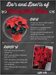 Place your holiday poinsettia in a bright window and well away from cold drafts, such as doors. The Do S Don Ts Of Poinsettia Care Christmas Plants Christmas Plants Poinsettia Poinsettia Care