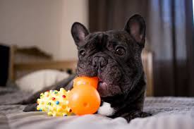 New and used items, cars, real estate, jobs, services, vacation they are ready for their forever home. 5 Best Toys For French Bulldogs In 2021 French Bulldog Toy Bulldog Bulldog