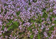 Image result