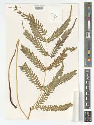 Image result for Pteris linearis