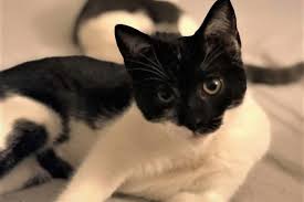 Abbey cat adoptions is a registered charity dedicated to finding permanent homes for abandoned cats and kittens in the greater toronto area. Pet Of The Week Ladybird Phillyvoice
