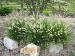 Maybe you would like to learn more about one of these? Hameln Fountain Grass Ornamental Grass Landscape Grasses Landscaping Fountain Grass