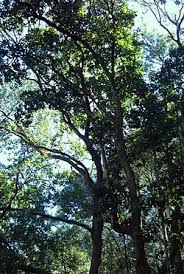 Image result for Ocotea