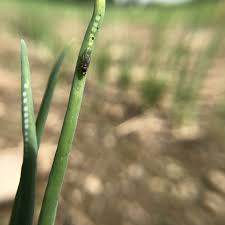 Image result for phytomyza gymnostoma