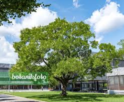 Image result for Styphnolobium japonicum