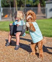 bir ailenin sahiplendigi kopek ve evlat edindigi cocuk arasindaki gulumseten dostluk hikayesi evlat edinme labradoodle kopek