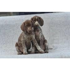 Image result for německý ohař krátkosrstý