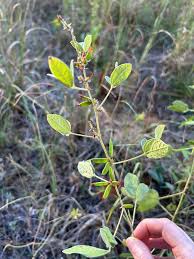 Image result for Rhynchosia tricuspidata