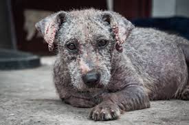 Image result for scabies dogs detail