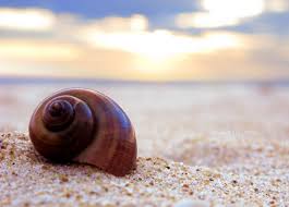 Kết quả hình ảnh cho ốc biển