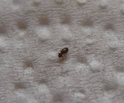 Aide Pour Identifier Cette Minuscule Bete Noire