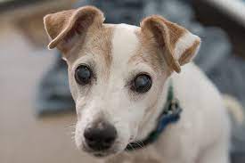 Dog Cataracts Causes, Signs & Treatment | Best Friends Animal Society