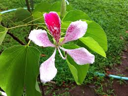 Manuel Antonio National Park Rainforest Costa Rica Manuel Antonio National Park Round The World National Parks