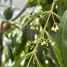 Image result for Catha edulis