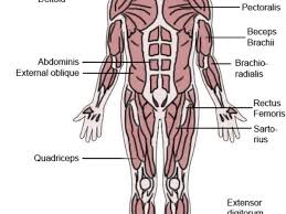 This is a table of skeletal muscles of the human anatomy. The Latin Roots Of Muscle Names Owlcation Education
