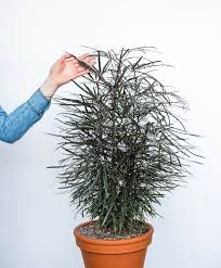 Image result for Elymandra