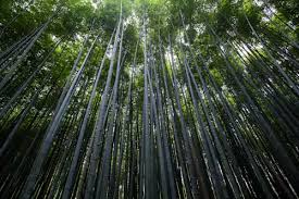 Image result for Bambusa balcooa