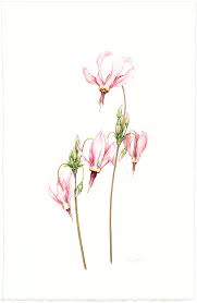 Your birth flower would look cool with stars and you can add some color too. Shop Joel Oppenheimer Inc Audubon Prints Floral Art Bird Prints