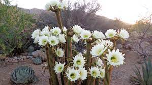 San pedro cactus is a large columnar cactus from south america's andes mountains and is a vigorous grower. Plant Cactuses Now To Experience Nighttime Blooms In The Summer